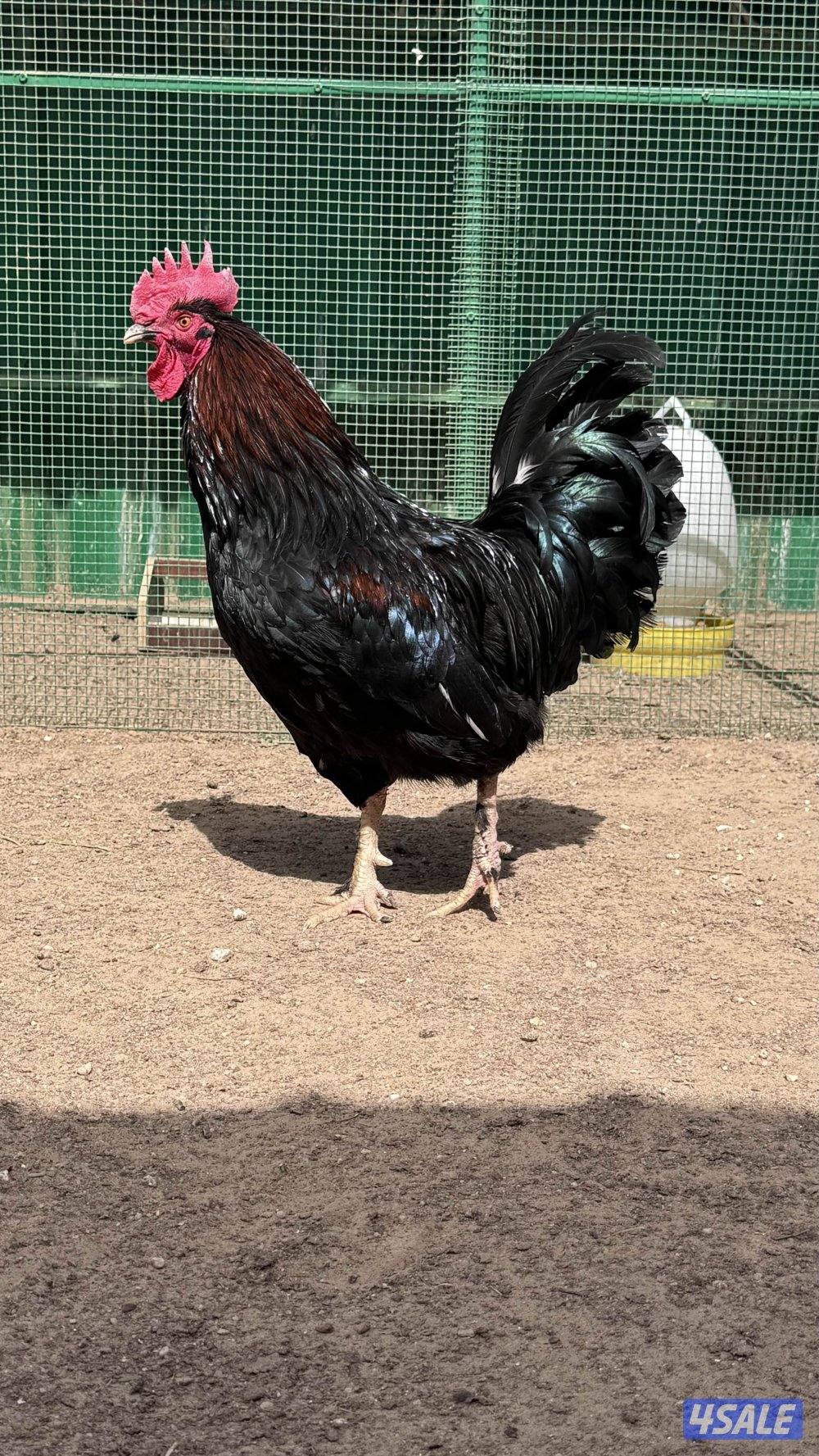 للبيع دياكه ماران نخبه 💯0