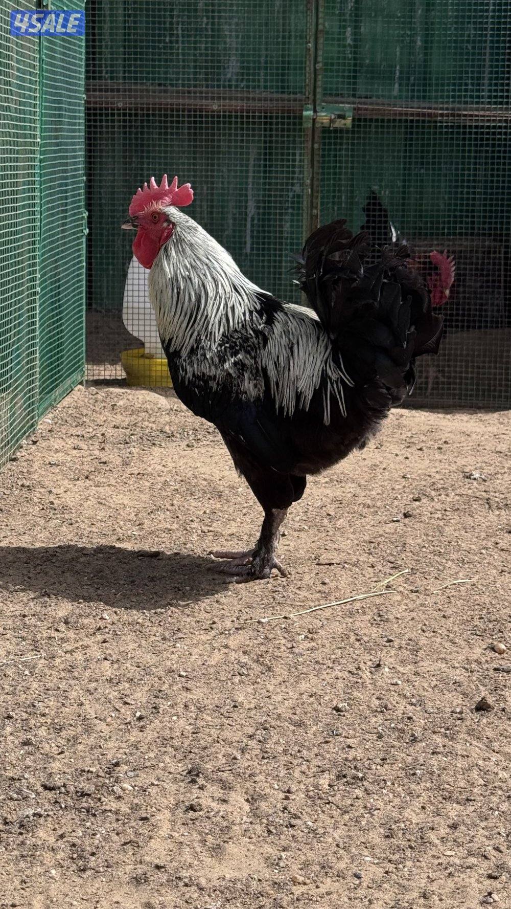 للبيع دياكه ماران نخبه 💯1