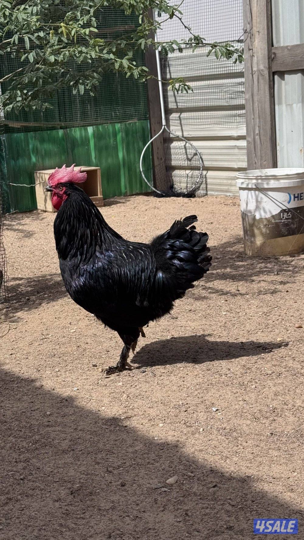 للبيع دياكه ماران نخبه 💯2