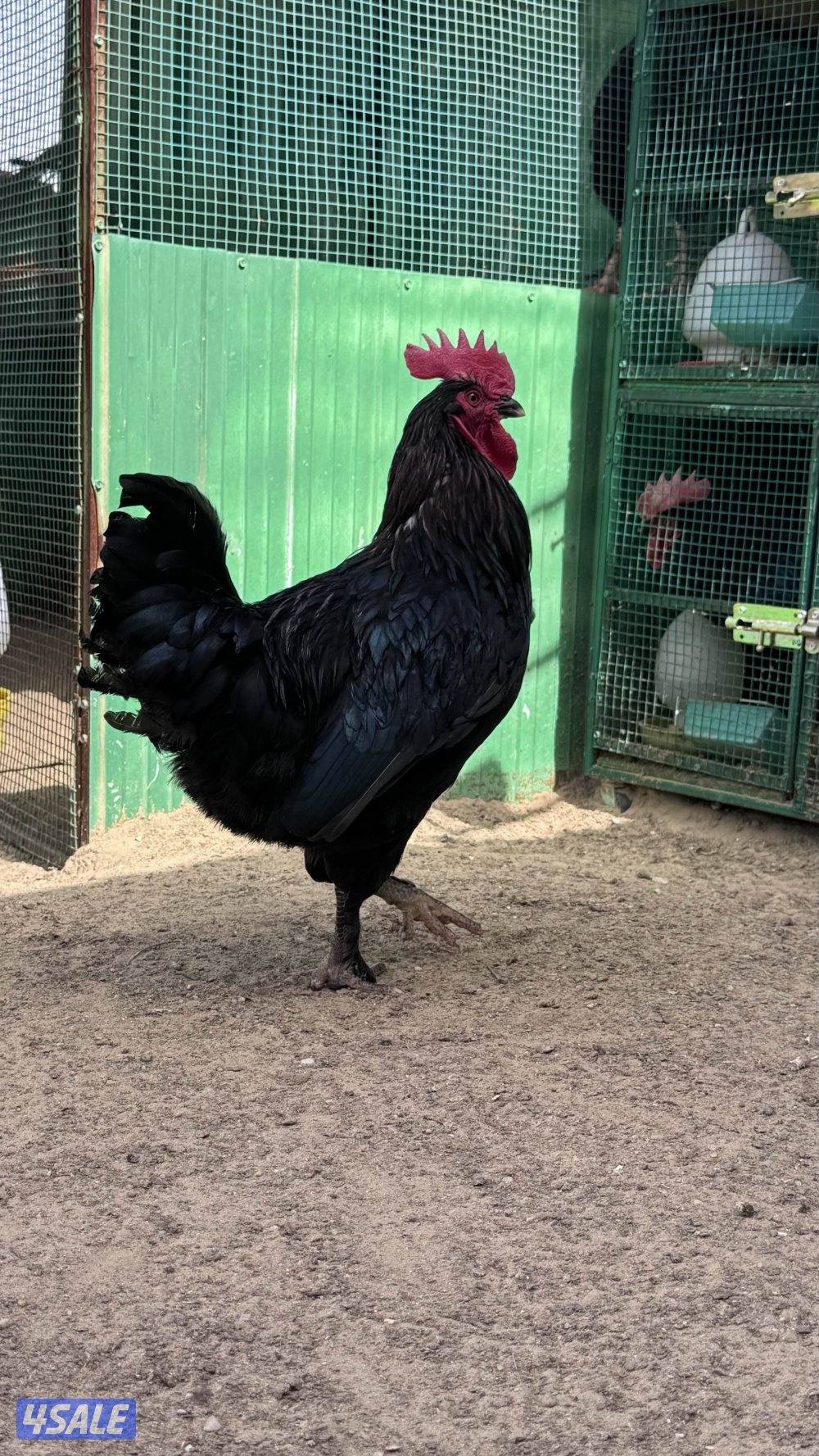 للبيع دياكه ماران نخبه 💯3