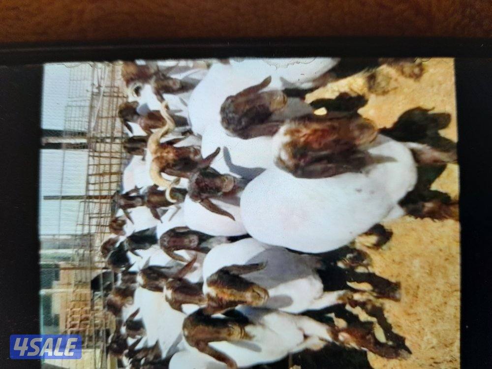 حلاق غنم وتقليم اظافر وغسيل0