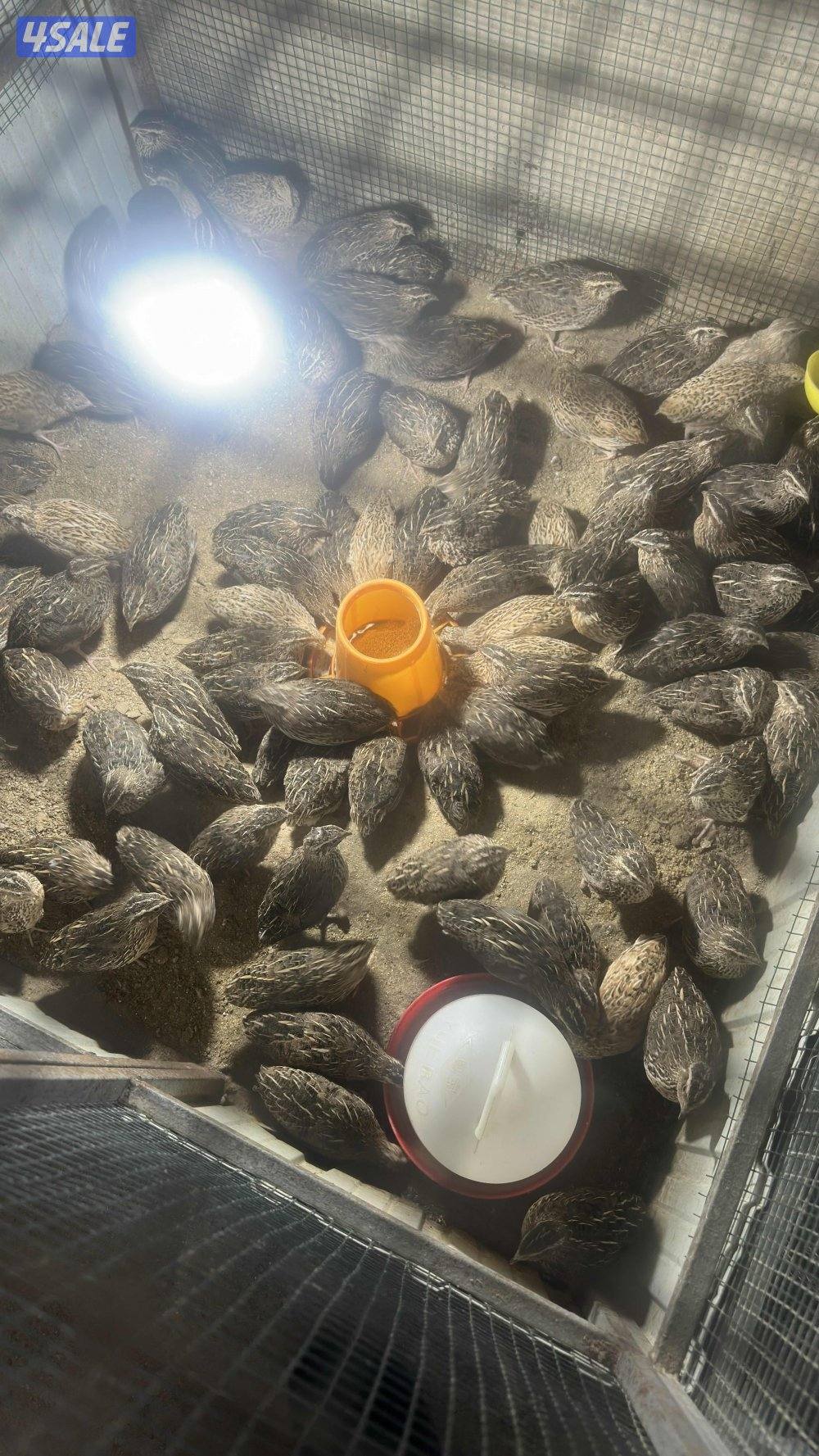 فري / سمان توهم مبلشين بيض0