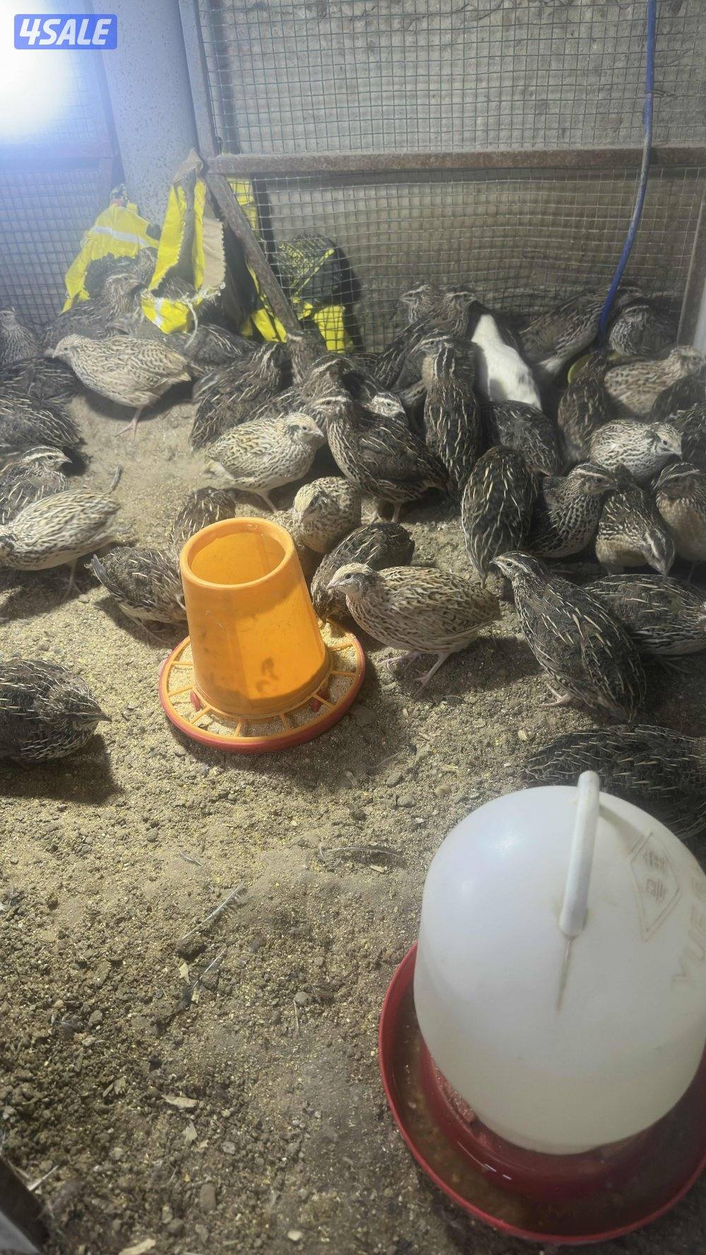 فري / سمان توهم مبلشين بيض1