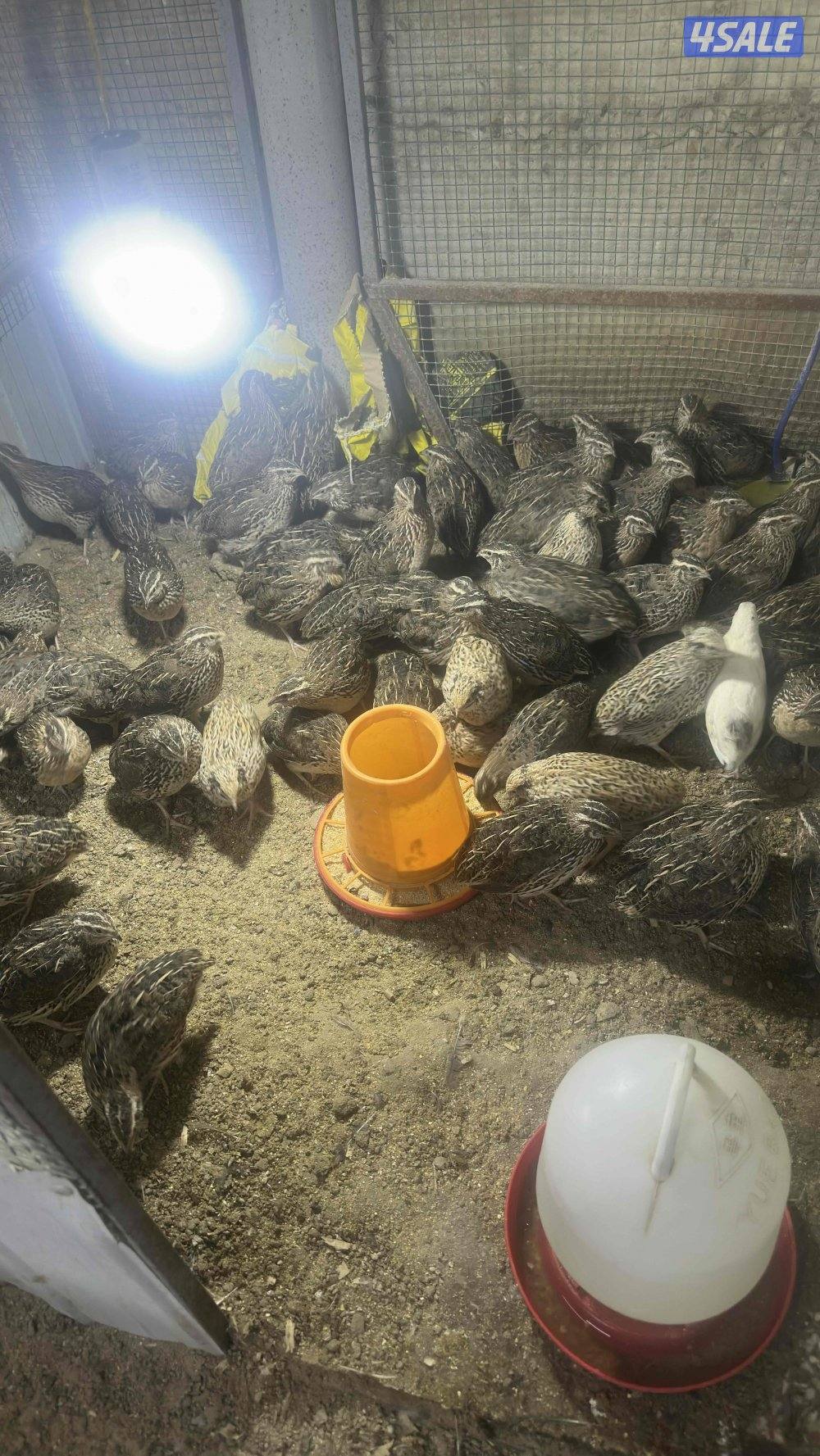 فري / سمان توهم مبلشين بيض2