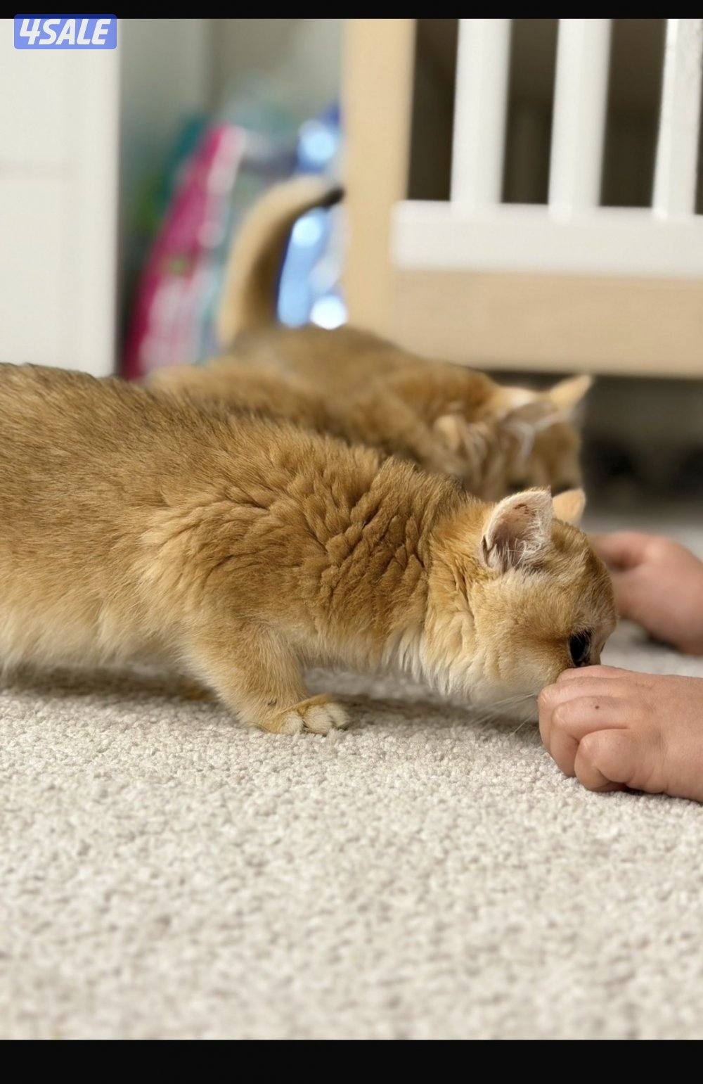 مبارك الكبير0