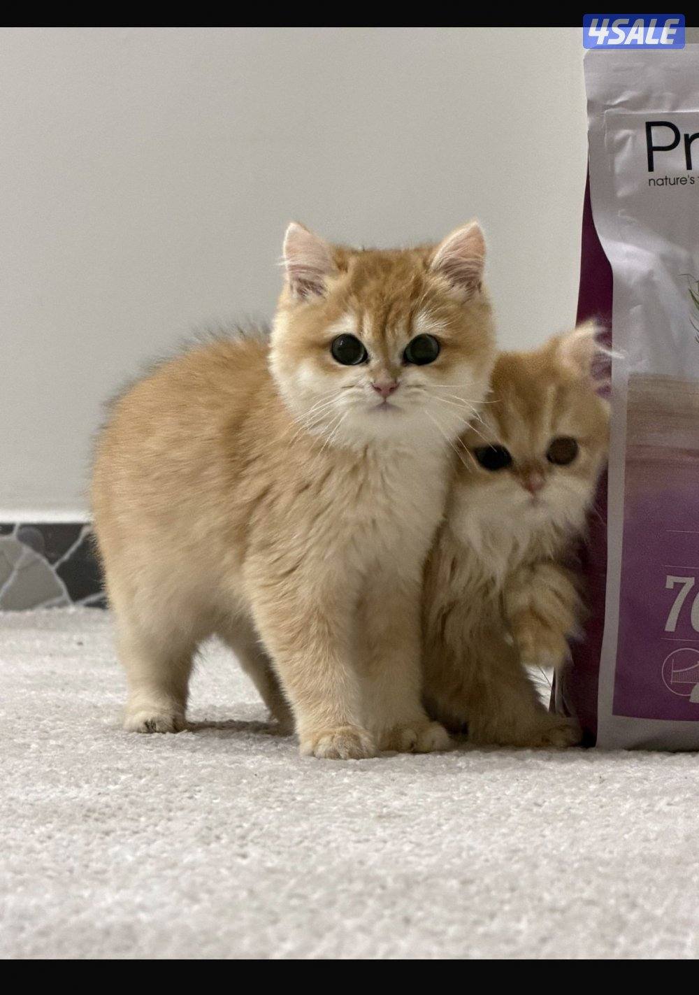 مبارك الكبير2