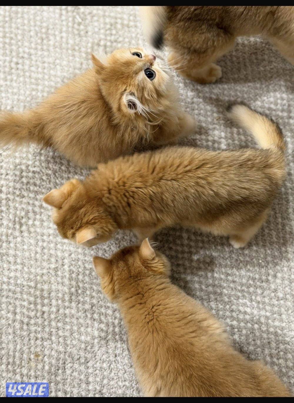 مبارك الكبير1