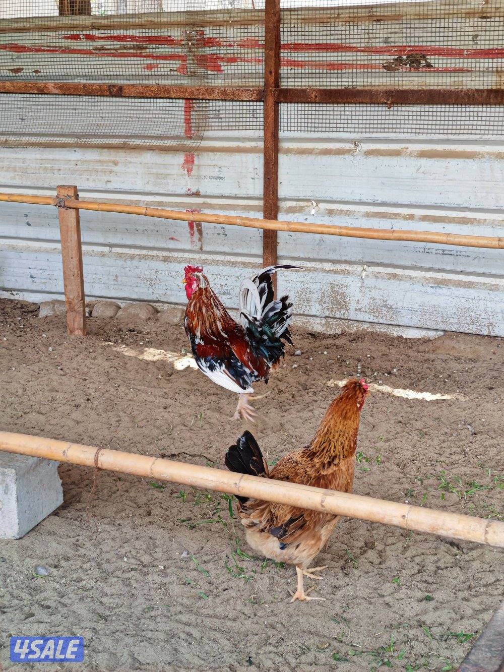 دجاج عربي بياض العمر 8شهور0