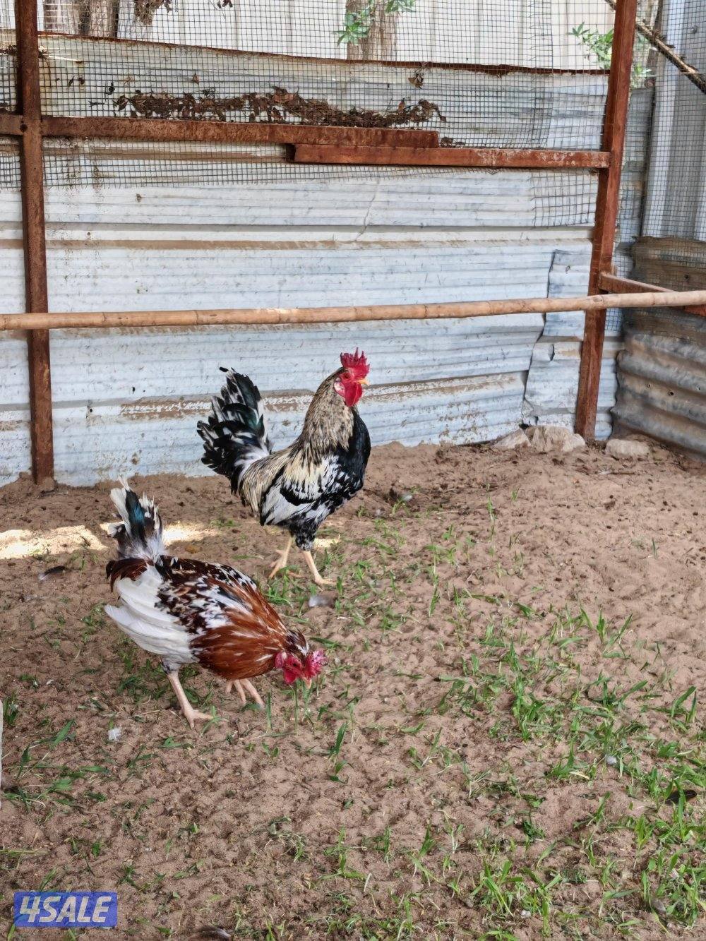 دجاج عربي بياض العمر 8شهور1