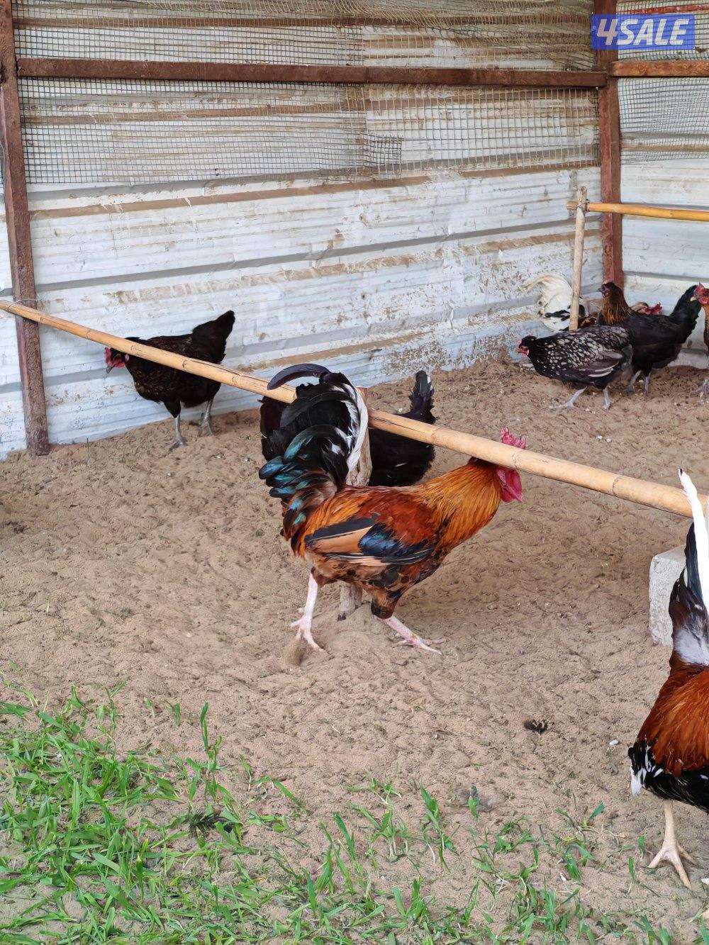 دجاج عربي بياض العمر 8شهور2