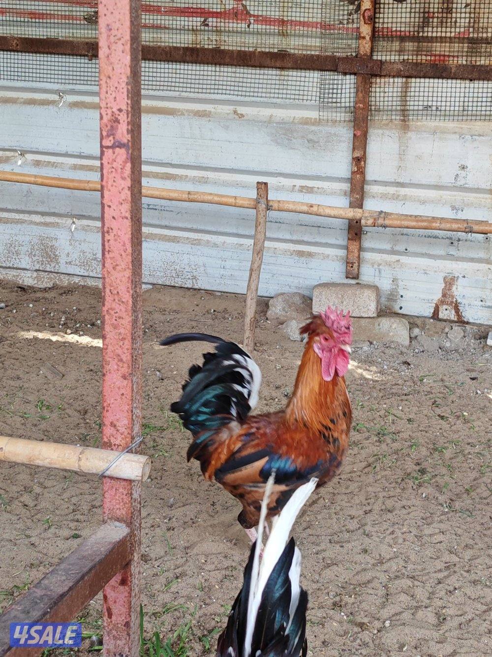 دجاج عربي بياض العمر 8شهور3