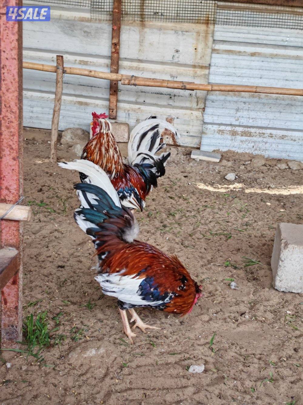 دجاج عربي بياض العمر 8شهور4