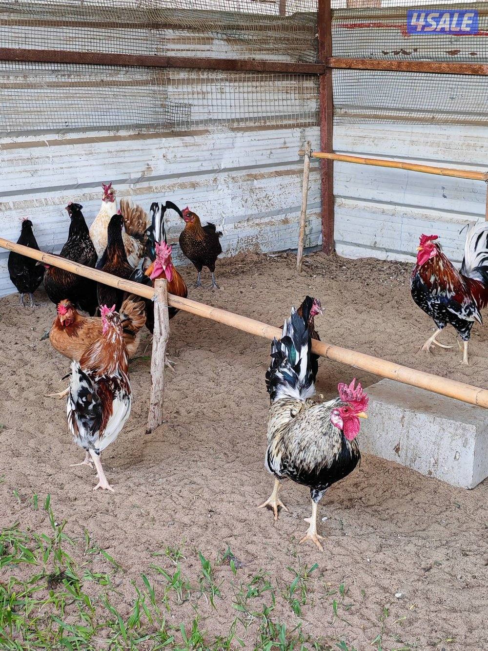 دجاج عربي بياض العمر 8شهور5