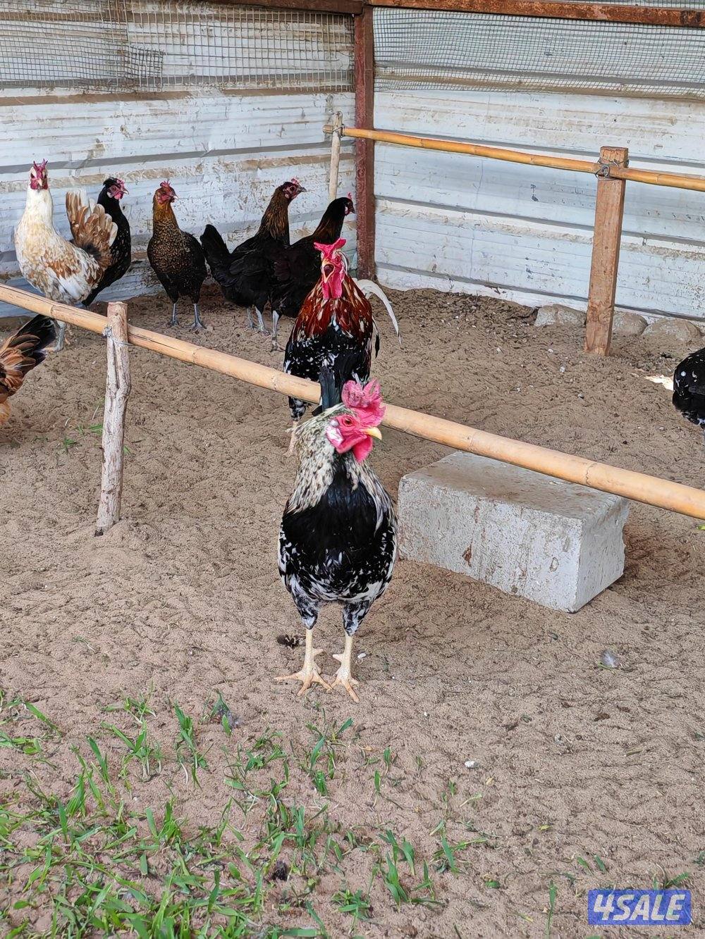 دجاج عربي بياض العمر 8شهور6