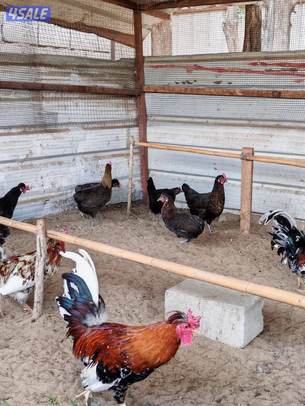 دجاج عربي بياض العمر 8شهور7