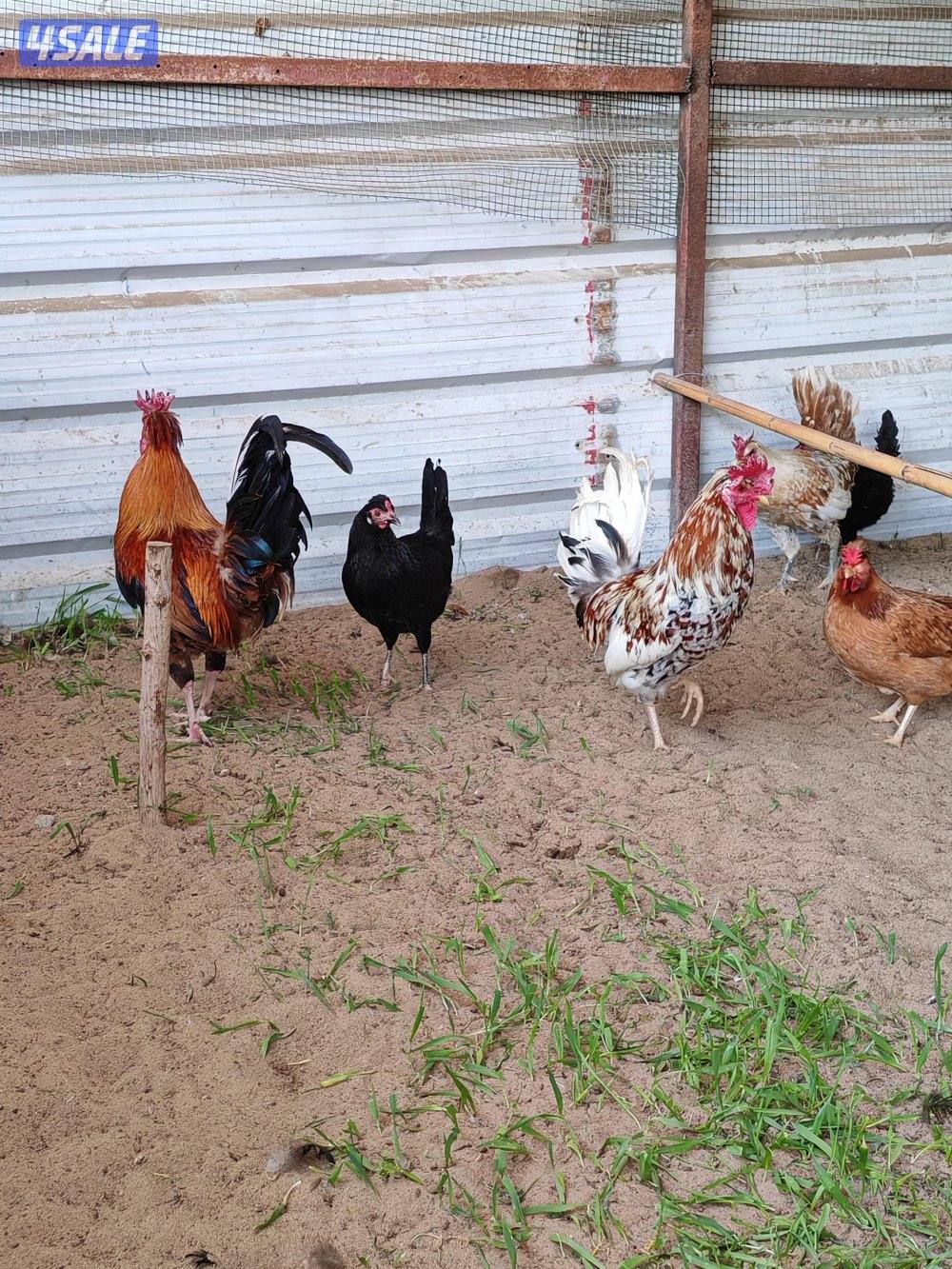 دجاج عربي بياض العمر 8شهور8