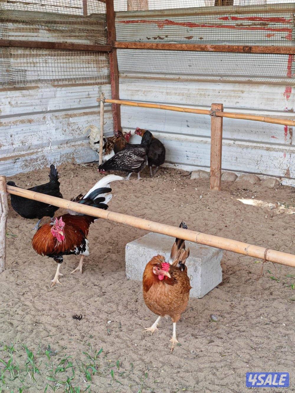 دجاج عربي بياض العمر 8شهور9