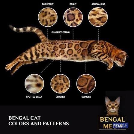 مطلوب قط ذكر بنغال للتزاوج (عندي قطه بنغال طالبه تزاوج) تواصل 4saleب0