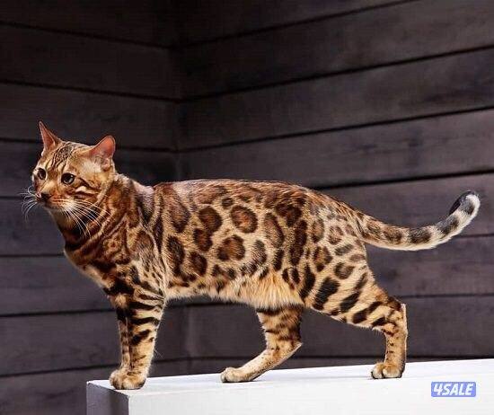 مطلوب قط ذكر بنغال للتزاوج (عندي قطه بنغال طالبه تزاوج) تواصل 4saleب2