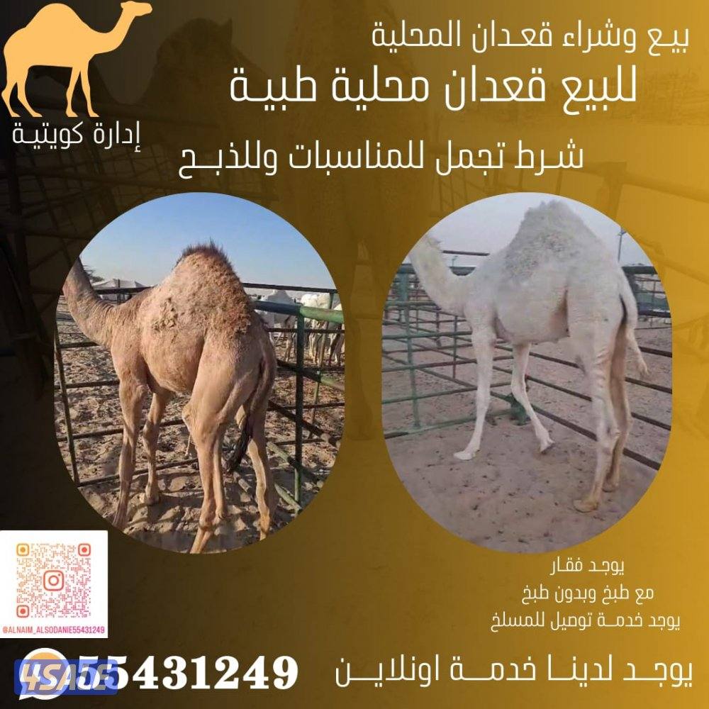 للبيع قعدان محليه فاخره0