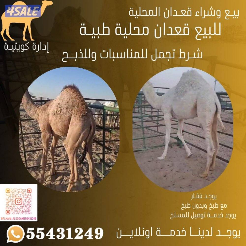 للبيع قعدان محليه فاخره1