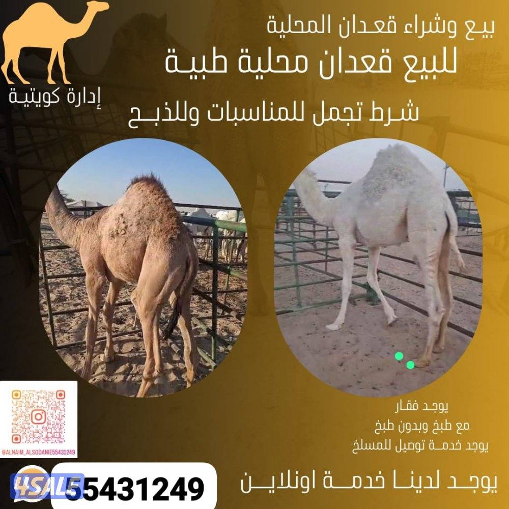 للبيع قعدان محليه فاخره2