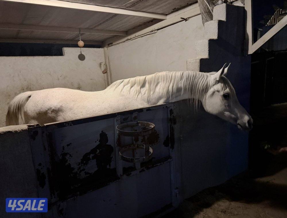 للبيع فرس واهو0