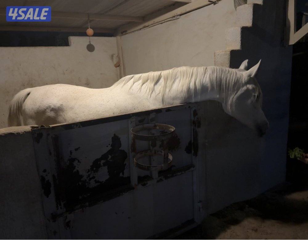 للبيع فرس واهو1