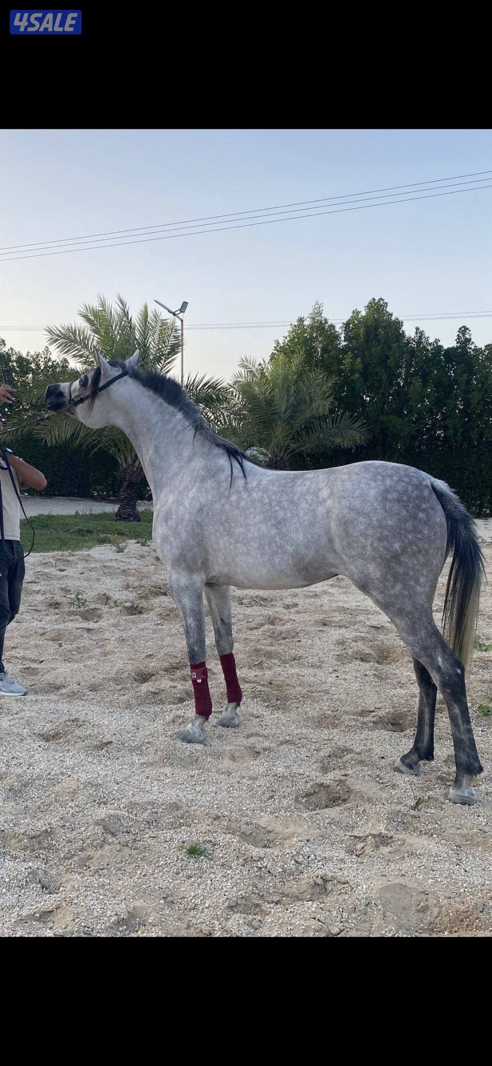 فرس مكس جميله0