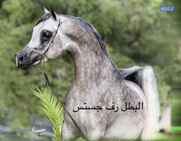 فرس مكس جميله1