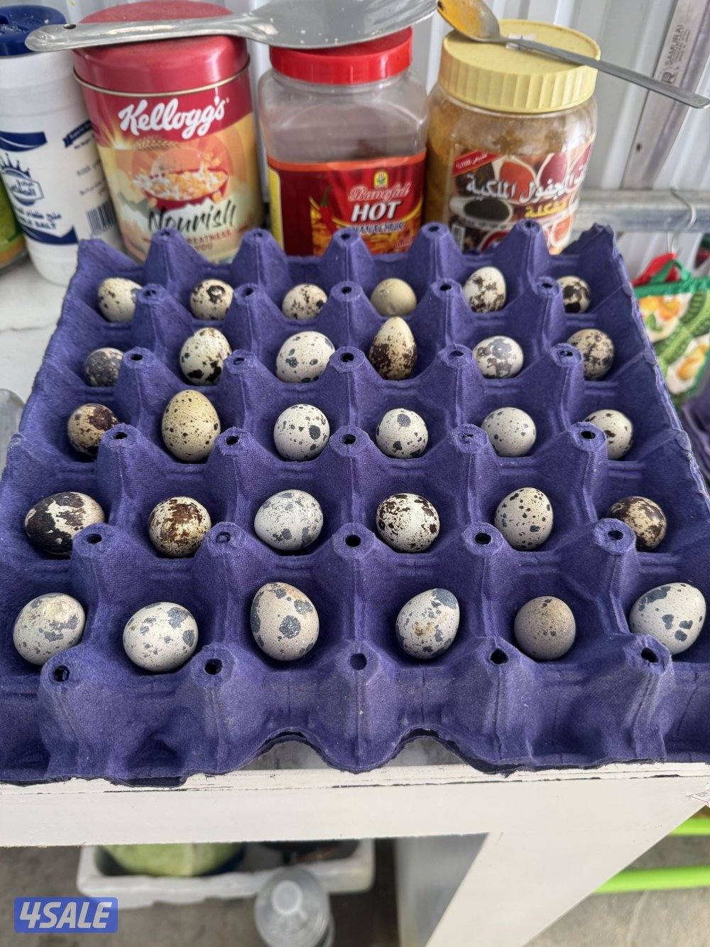 طبق البيض الفري نص دينار وتساب0