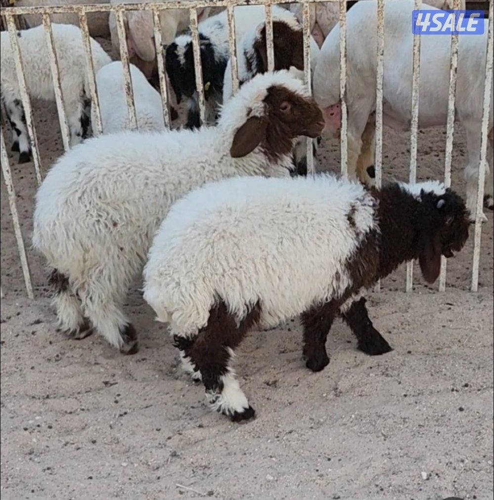 طليان شرط عربي محلي نعيمي وشرط لحمه طيبه توصلك0