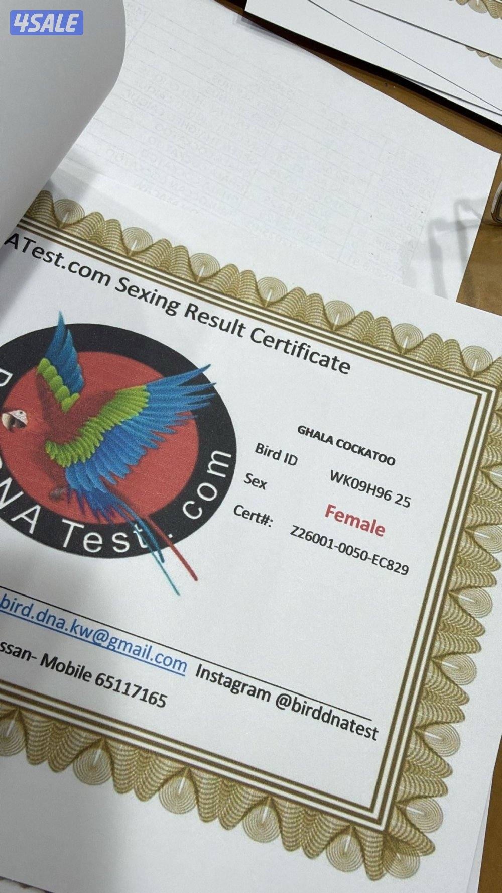 كوكاتو جالا1