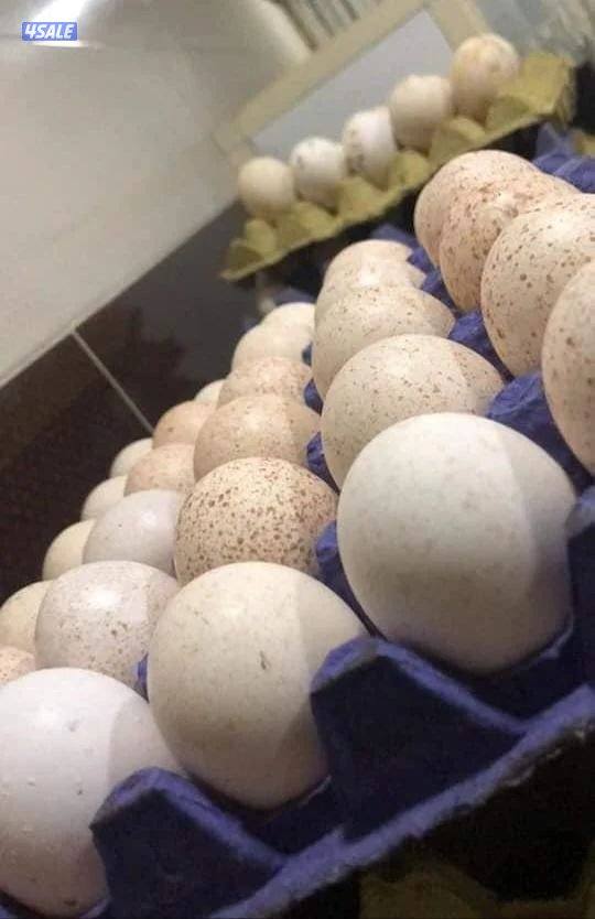 للبيع بيض رومي0