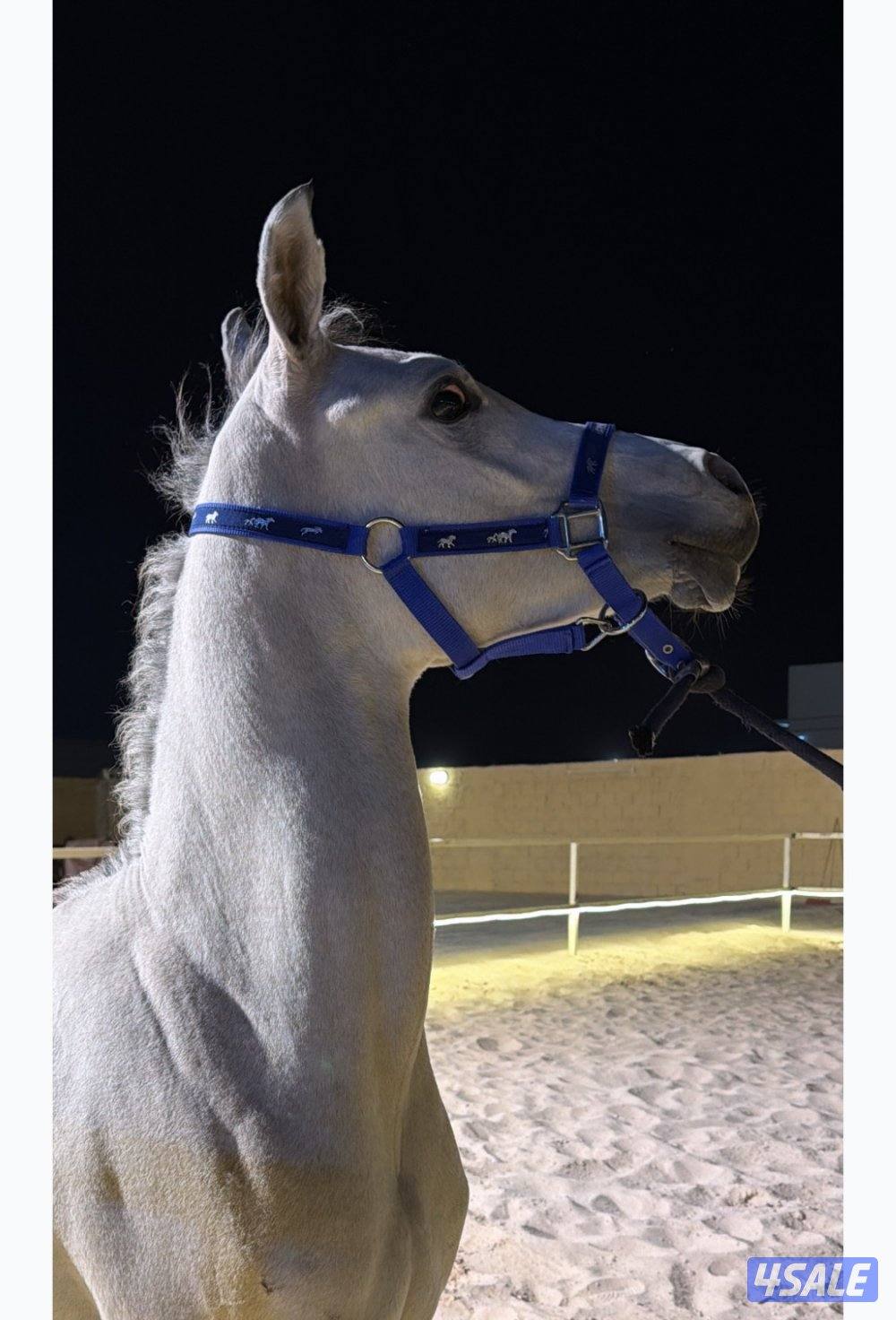 للبيع مهر مكس شو طيب ولد ضيدان العدوان X سييرا الخشاب0