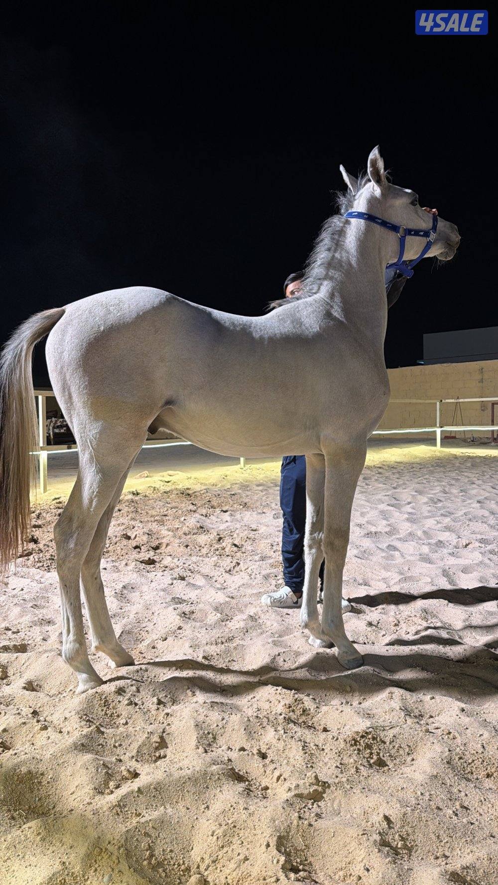 للبيع مهر مكس شو طيب ولد ضيدان العدوان X سييرا الخشاب1