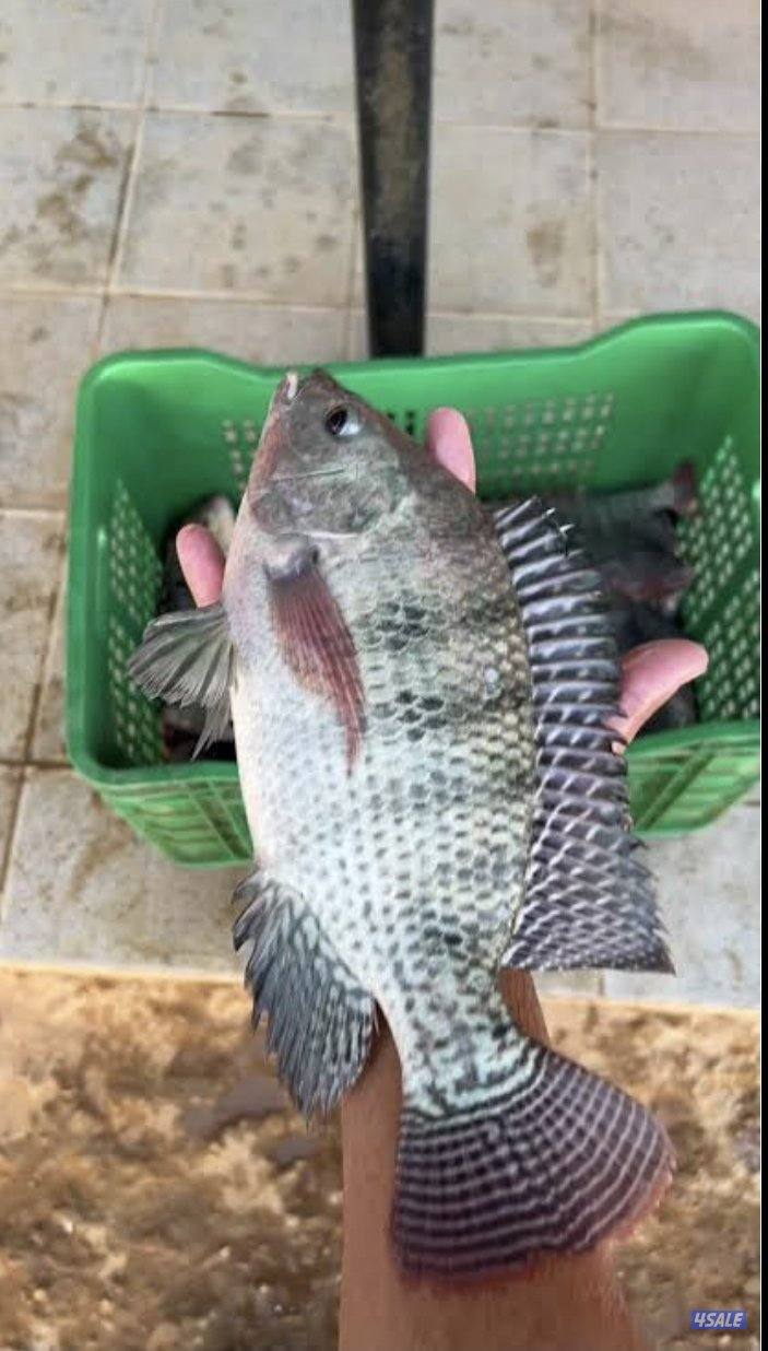 سمك بلطي كويتي0