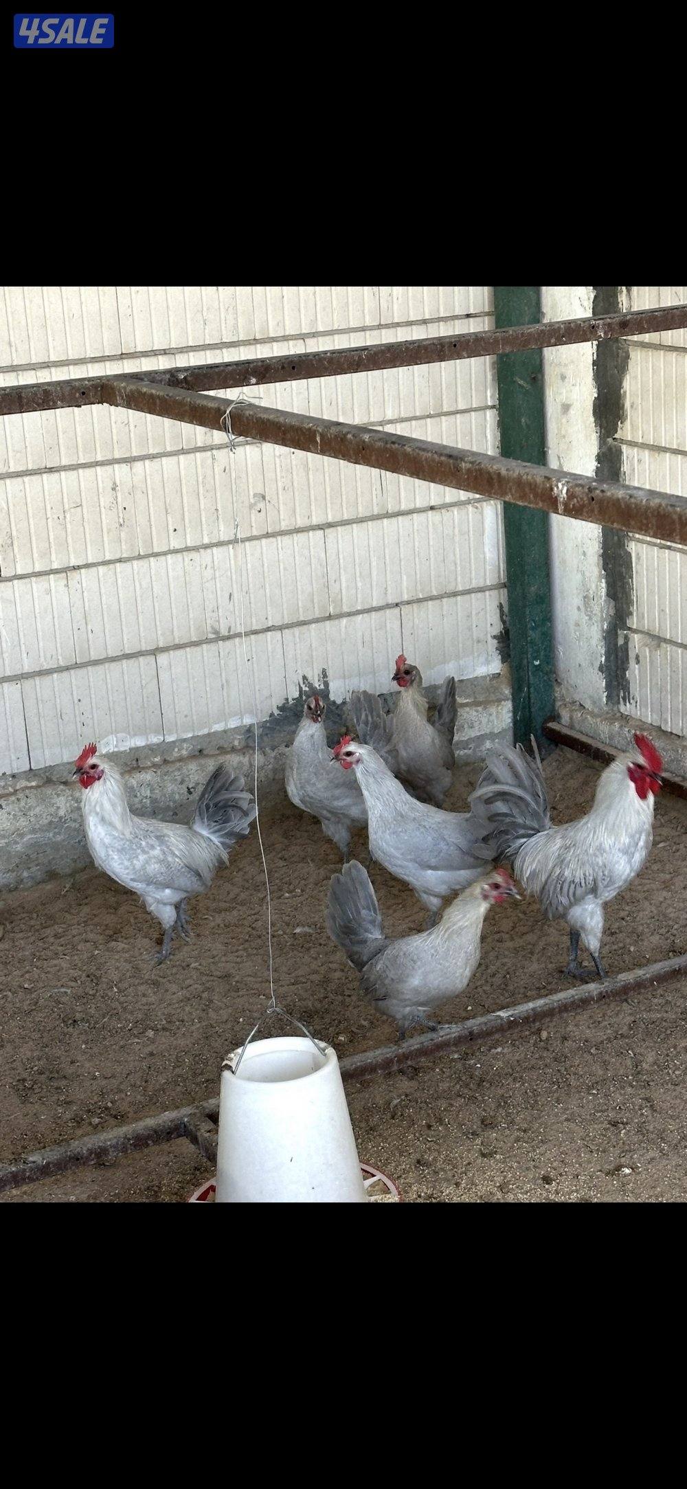 دجاج فيومي0