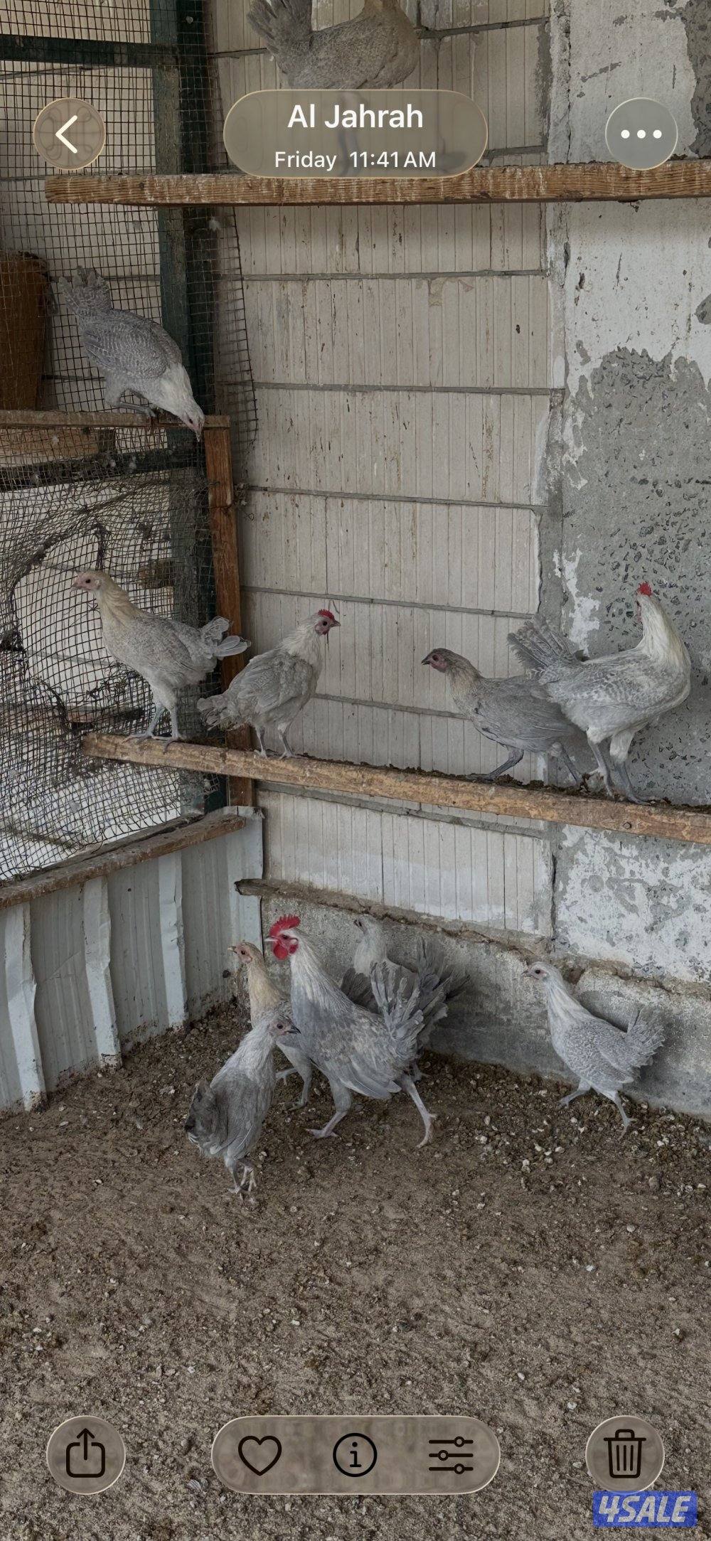 دجاج فيومي1