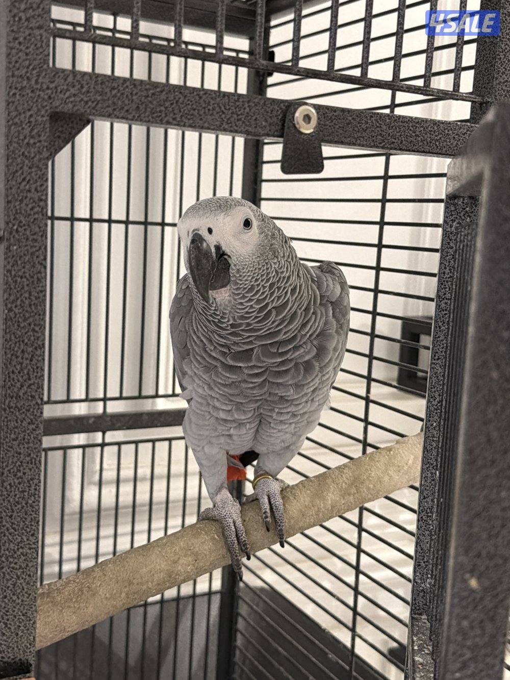 كاسكو افريقي ربويه عمره 9 سنين ويتكلم ونظيف0