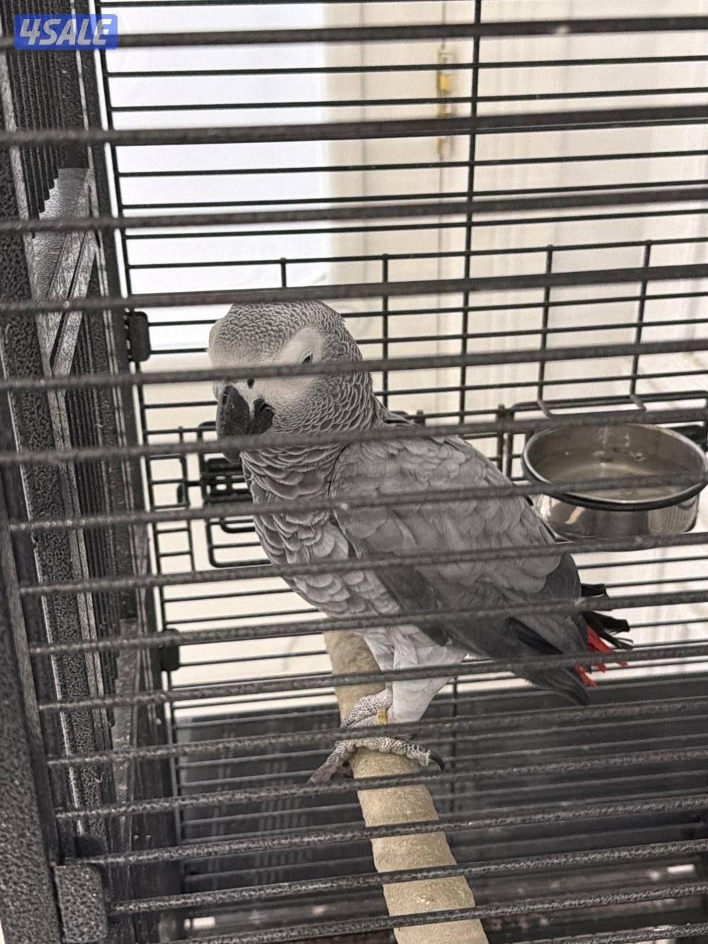 كاسكو افريقي ربويه عمره 9 سنين ويتكلم ونظيف1