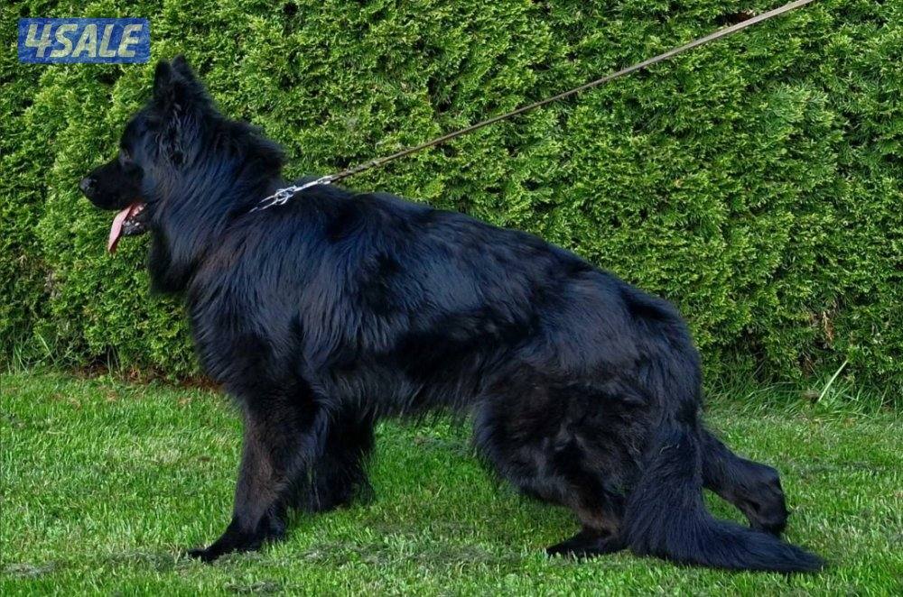 للبيع جيرمن شبرد0