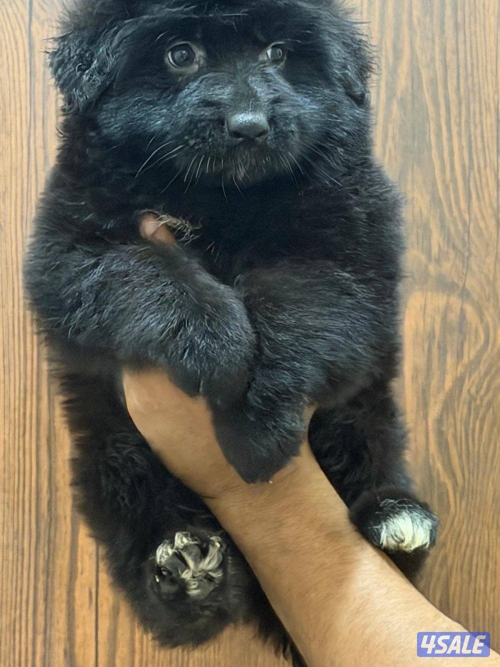 للبيع جيرمن شبرد1