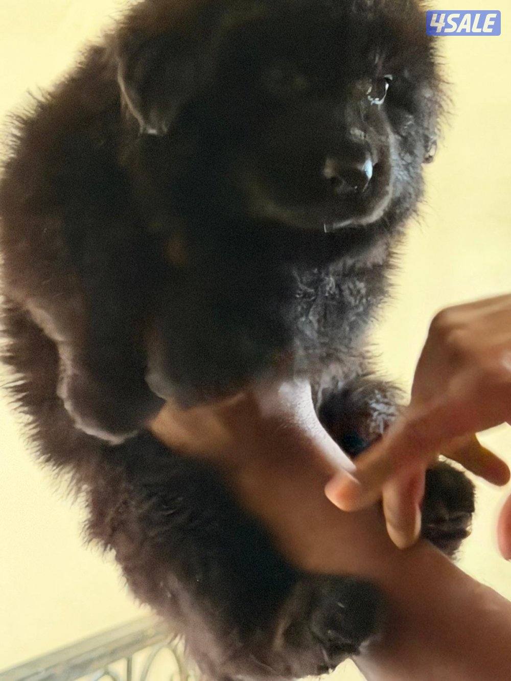 للبيع جيرمن شبرد2