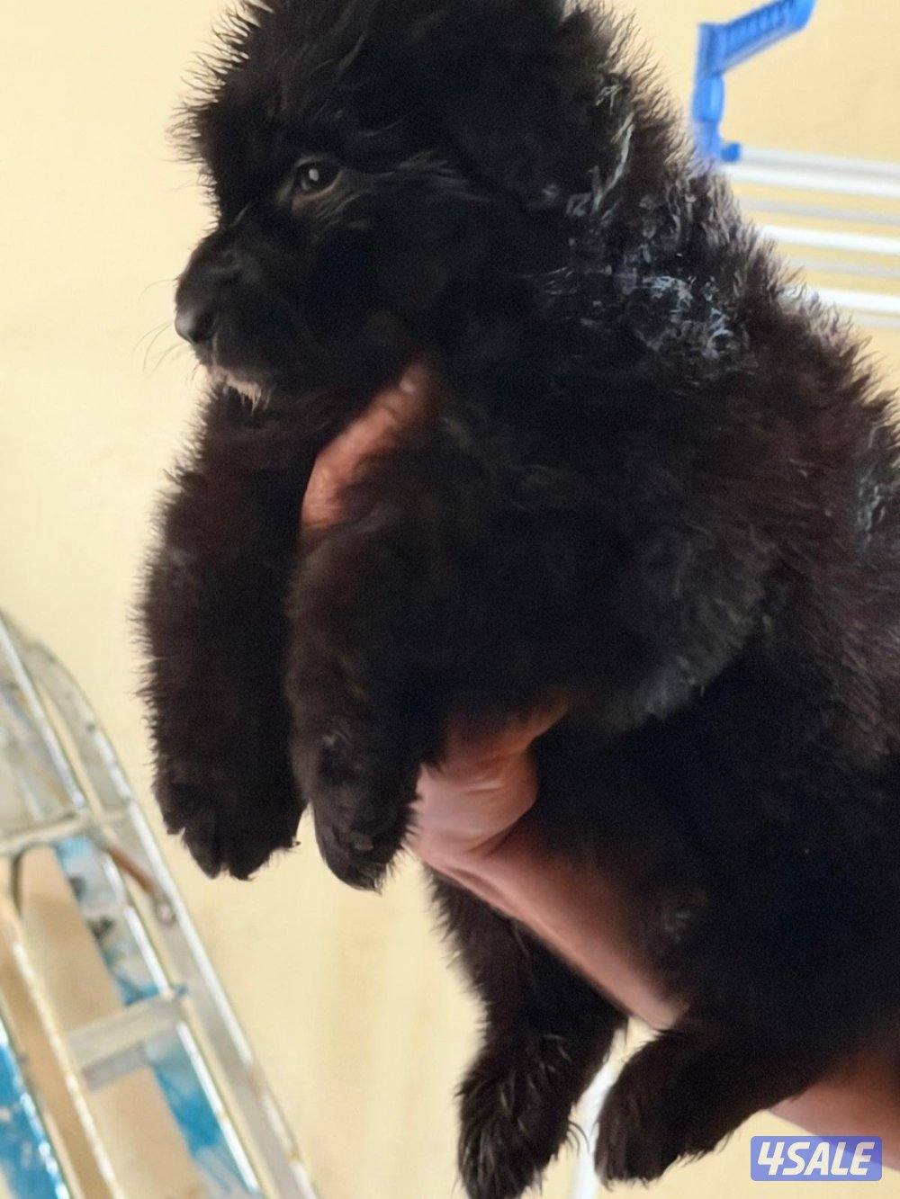 للبيع جيرمن شبرد3