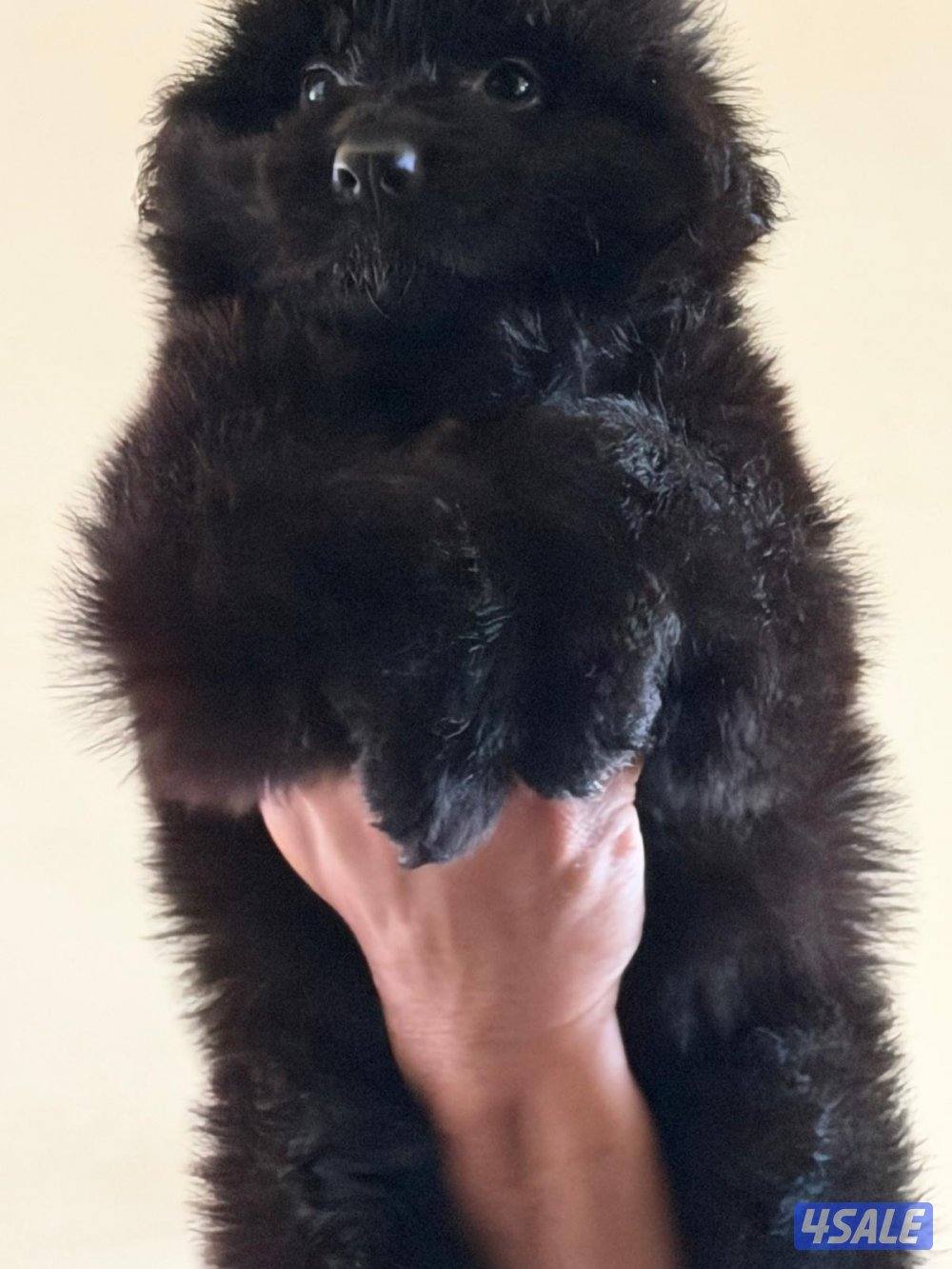 للبيع جيرمن شبرد4