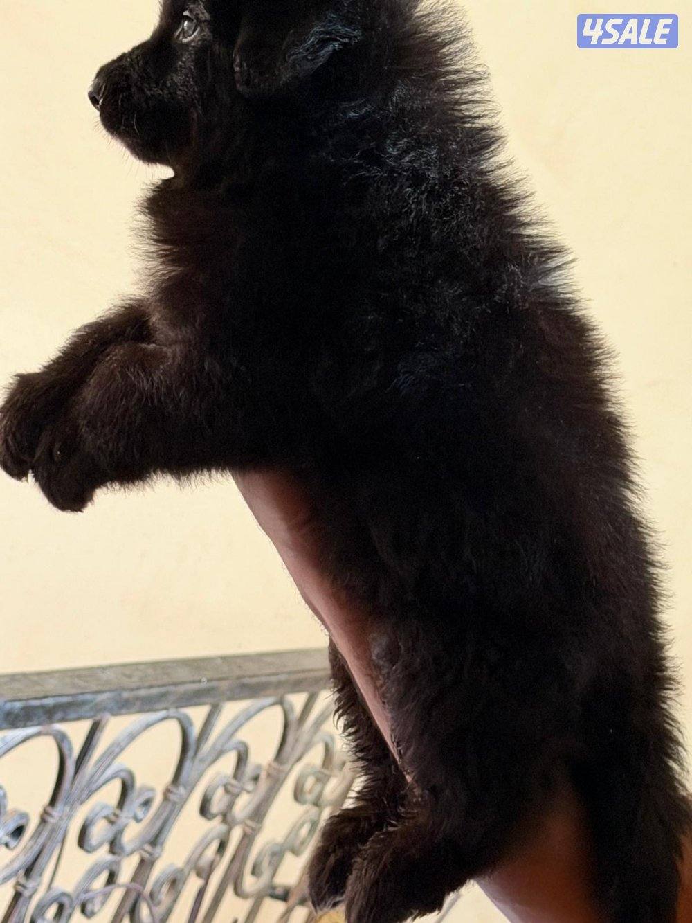 للبيع جيرمن شبرد5