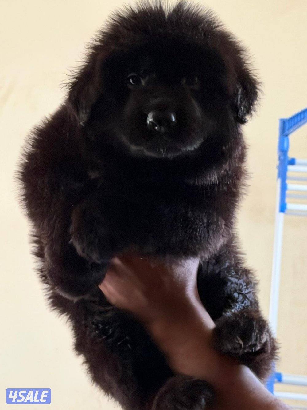 للبيع جيرمن شبرد6