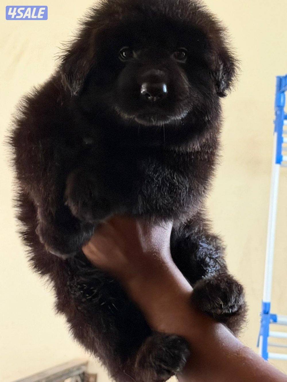 للبيع جيرمن شبرد7