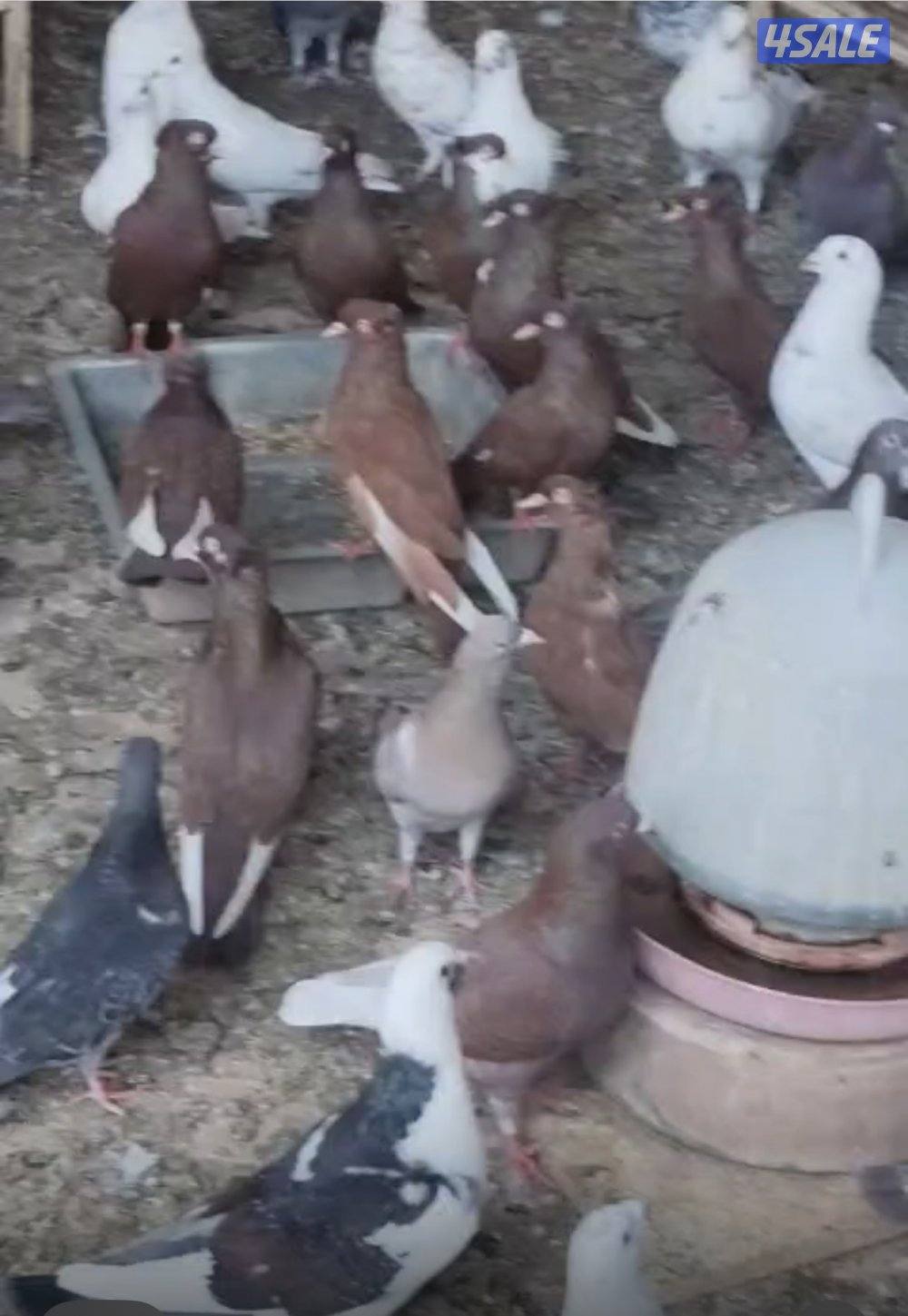 حمام دشاشي وزاجل وهاي فلير0